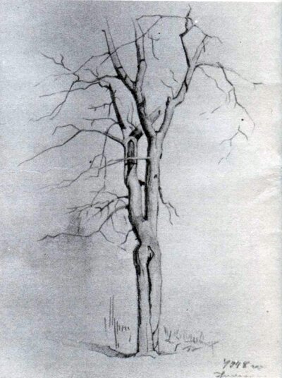 С. Никиреев. Сухое дерево. Карандаш. 1948