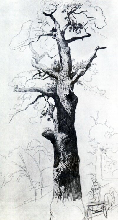 Ф. Васильев. Ствол старого дуба. Графитный карандаш. 1869.